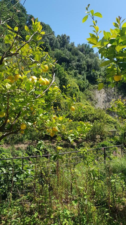 La Casa Dei Limoni Hotel Monterosso al Mare Eksteriør billede