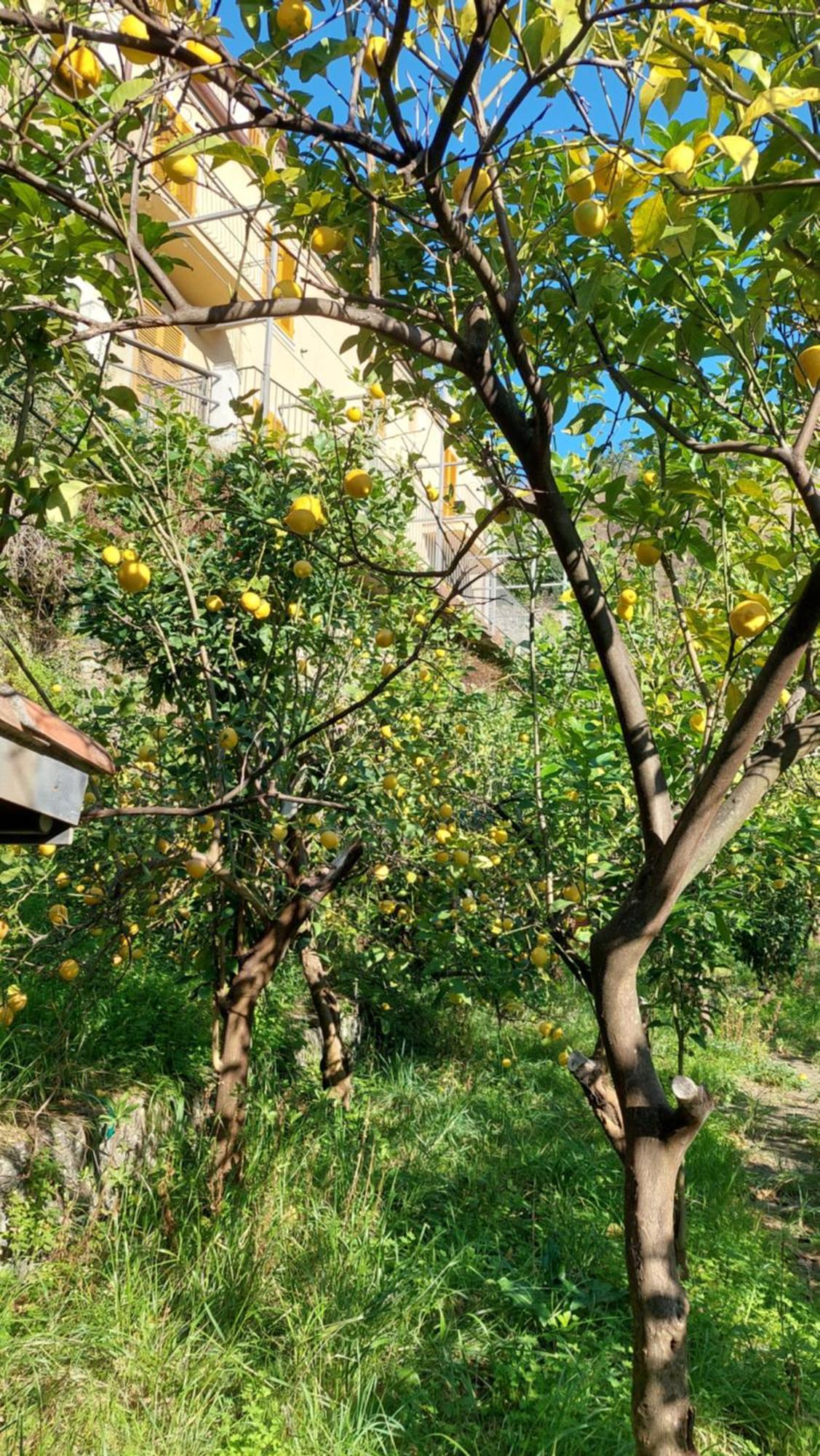 La Casa Dei Limoni Hotel Monterosso al Mare Eksteriør billede