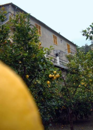La Casa Dei Limoni Hotel Monterosso al Mare Eksteriør billede